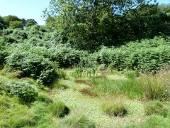 
Graig Wen House quarry area, July 2011